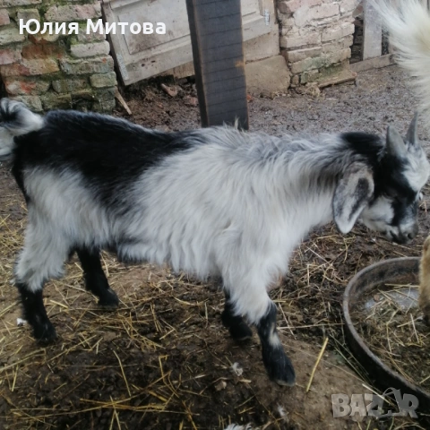 Продават се яренца, снимка 7 - Кози - 54589856