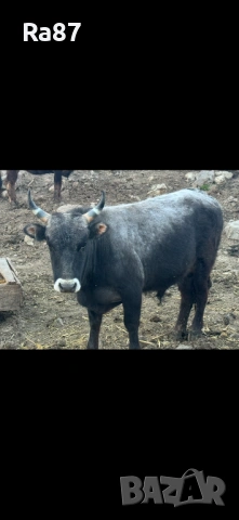 Бикове за Курбан