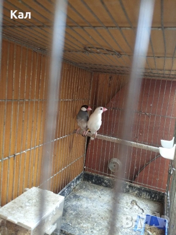 Оризарки, снимка 2 - Амадини - 54579968