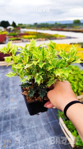 Османтус Гошики, Osmanthus heterophyllus Goshiki, снимка 3 - Градински цветя и растения - 54609924