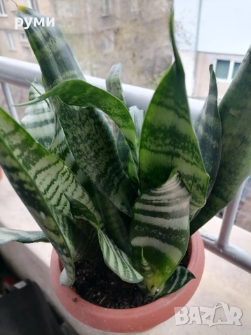 Сансевиера с тигрови шарки 4 корена голяма -става висока 40-50 смм, снимка 2 - Стайни растения - 47083994