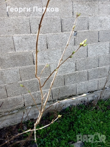 Люляк , снимка 4 - Градински цветя и растения - 54149717