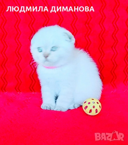 Шотландско мъжко Скоттиш Фолд. , снимка 3 - Британска късокосместа - 54526747