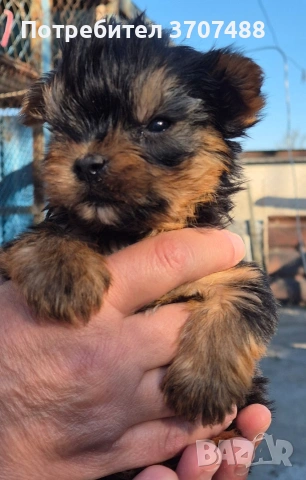 Йоркширски териер , снимка 2 - Други - 54313889