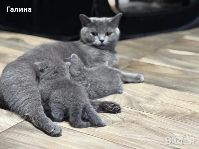 британски чистокръвни,късокосмеати котета , снимка 7 - Британска късокосместа - 55568106