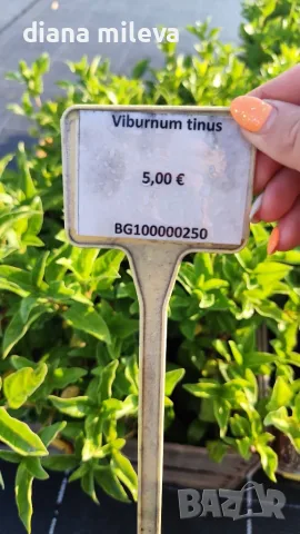 Вибурнум Тинус Ева Прайс, Viburnum Eva Price или още Калина !!!!!, снимка 13 - Градински цветя и растения - 55503563
