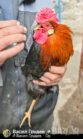 Продавам Яйца за люпене на Декоративни Пилета