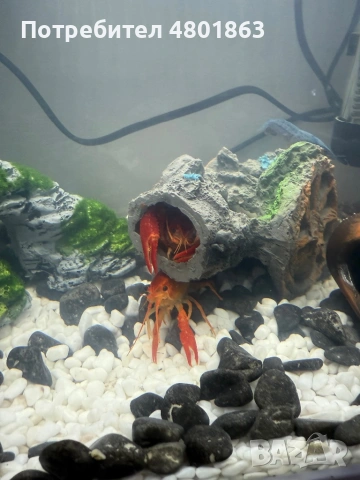 Бебета рачета Procambarus Alleni, снимка 9 - Рибки - 54671554