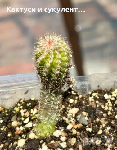 Кактус Chamaecereus Hybrid оранжев , снимка 9 - Градински цветя и растения - 54807490