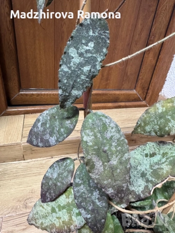 Hoya Хоя Caudata Green Borneo , снимка 2 - Стайни растения - 54920309