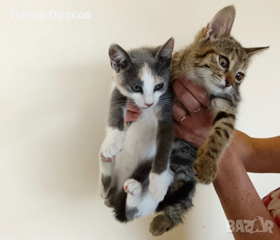 Подарявам две малки котенца - Мелиса и Щефи, снимка 6 - Други - 55098596