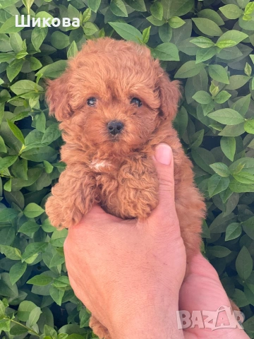 Малтипу пудел