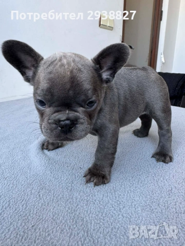 Сини френски булдочета търсят своите нови семейства