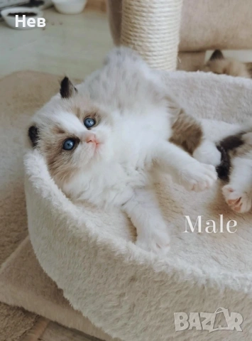 Ragdoll рагдол/регдол  котe / котета, снимка 6 - Други - 51000590
