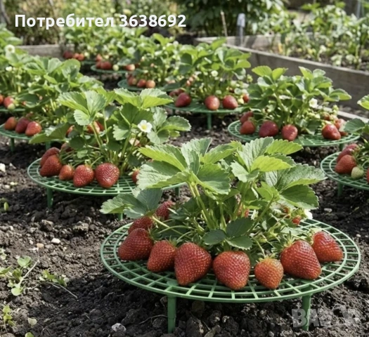 Стойка за ягоди против гниене