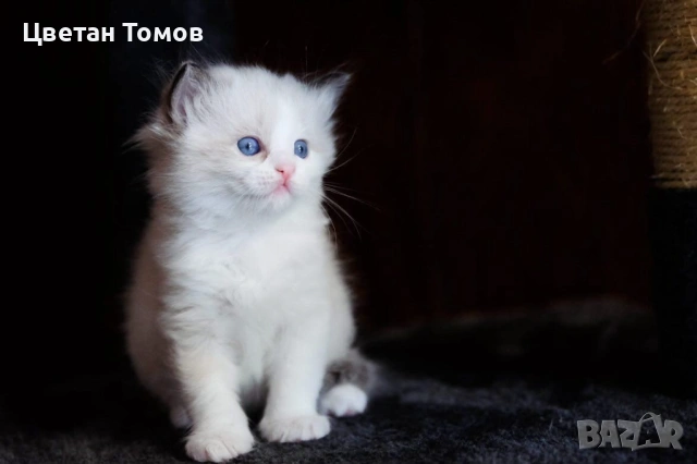 Чистокръвни котенца РАГДОЛ търсят своите любящи семейства!