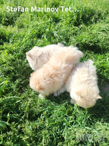 Померани малки кучета, снимка 4 - Померан - 54328544