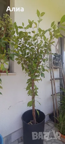 Фикус Бенджамин Microcarpa, височина 150 см, снимка 12 - Стайни растения - 54500156