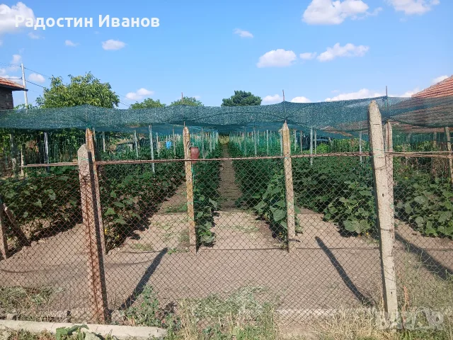 Продавам корнишони , снимка 4 - Разсади - 55360424