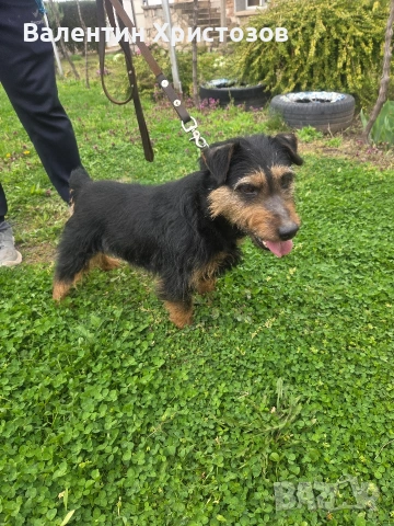 ягдтериер яктериер обучени на подземен лов и гонки, снимка 5 - Ягдтериер - 54034021