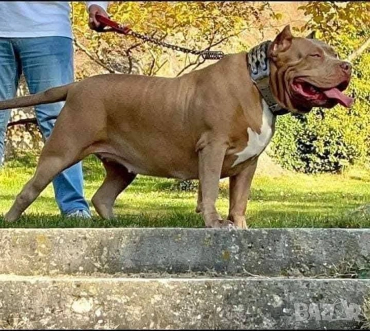 Американско Були Хл American bully Xl ABKC , снимка 3 - Други - 54806076
