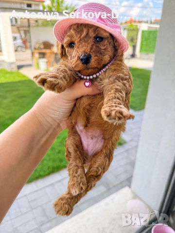 Poodle toy/Пудел той