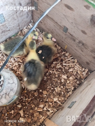 катунски пилета и гъсета, снимка 5 - Кокошки и пуйки - 54260963