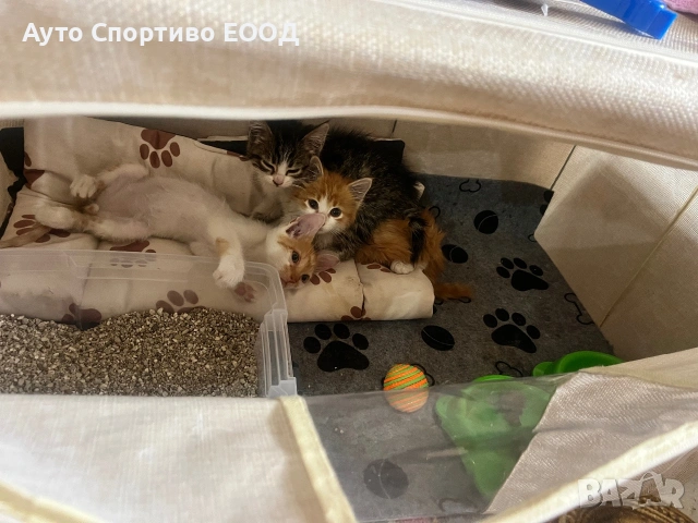 Подаряват се котенца, майка хималайка, снимка 2 - Други - 54977136