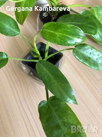 Philodendron Jose Buono , снимка 2 - Стайни растения - 54942027