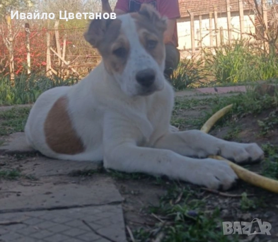 Алабай, снимка 3 - Алабай - 54113951