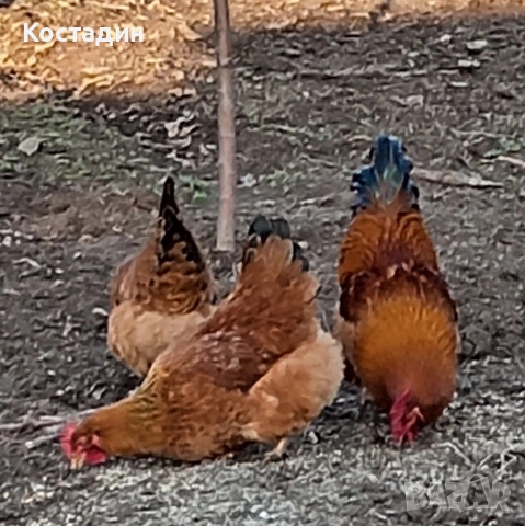 Разплодни яйца от нюхемпшир , снимка 3 - Кокошки и пуйки - 54443507