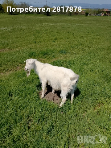 яре , снимка 3 - Кози - 54315911