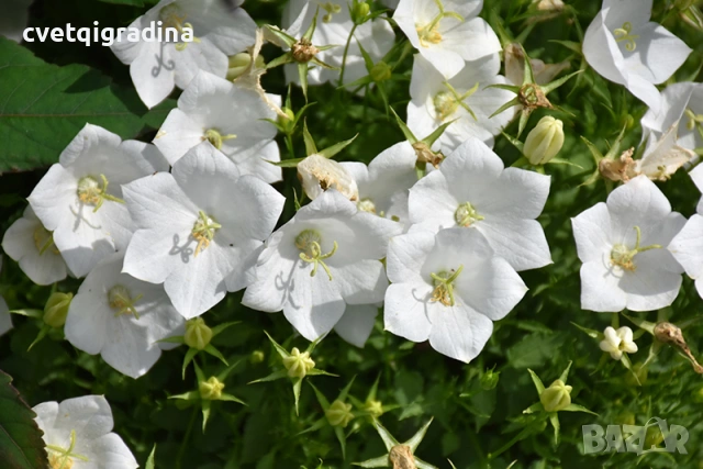 Campanula carpatica white (Бяла кампанула Карпатика), снимка 2 - Градински цветя и растения - 54651342