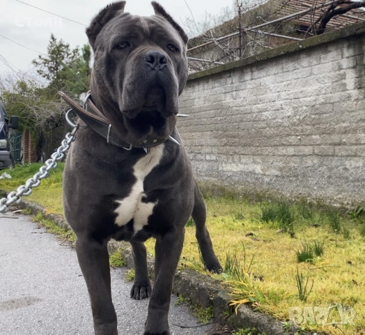 Кане корсо за разплод , снимка 2 - Кане корсо - 53888930