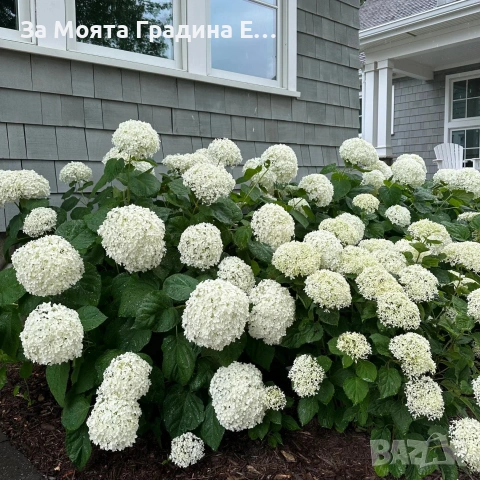 Хортензия макрофила, снимка 2 - Градински цветя и растения - 54032654