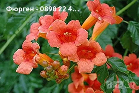  Текома (Tecoma stans) – слънчевата красавица с оранжеви цветове, снимка 10 - Разсади - 55415882