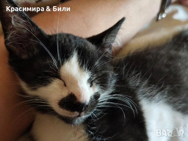 Две котарачета чакат да ги познае техния човек, снимка 9 - Други - 54719885