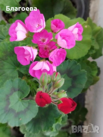 Вкоренени резници Мушкато 9 цвята 