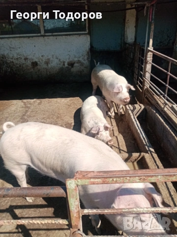 Прасета, снимка 4 - Прасета - 54333108