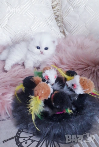 МНОГО,МНОГО СЛАДКИ БЕБЧЕТА, снимка 2 - Британска късокосместа - 54194297