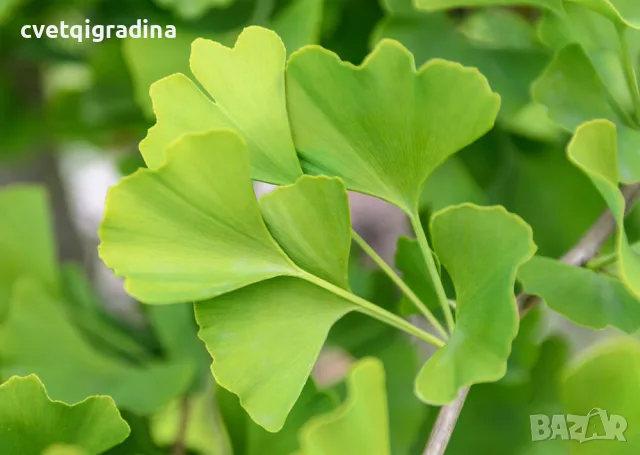 Ginkgo biloba (Гинко билоба), снимка 2 - Градински цветя и растения - 55406261