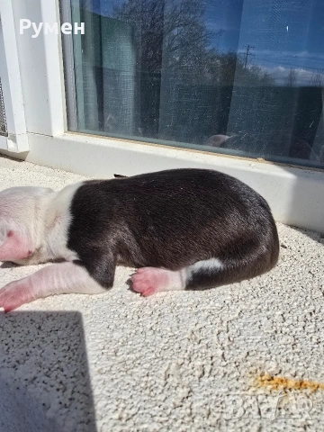 Американски стафордшир териер , снимка 4 - Американски стафордширски териер - 54059702