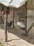 Продавам индийски пауни, снимка 7