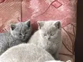 Чистокръвни британски котенца, снимка 5
