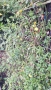 Продавам растение Зимен Жасмин (Jasminum nudiflorum), снимка 6