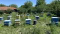 Пчелни семейства и кошери, снимка 2