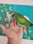 китайски александър , снимка 3