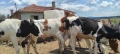 Продавам телета , снимка 2