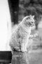 Nikon 50mm f/1.4 AI обектив Никон, снимка 5