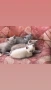 Британски късокосмести котки, снимка 1